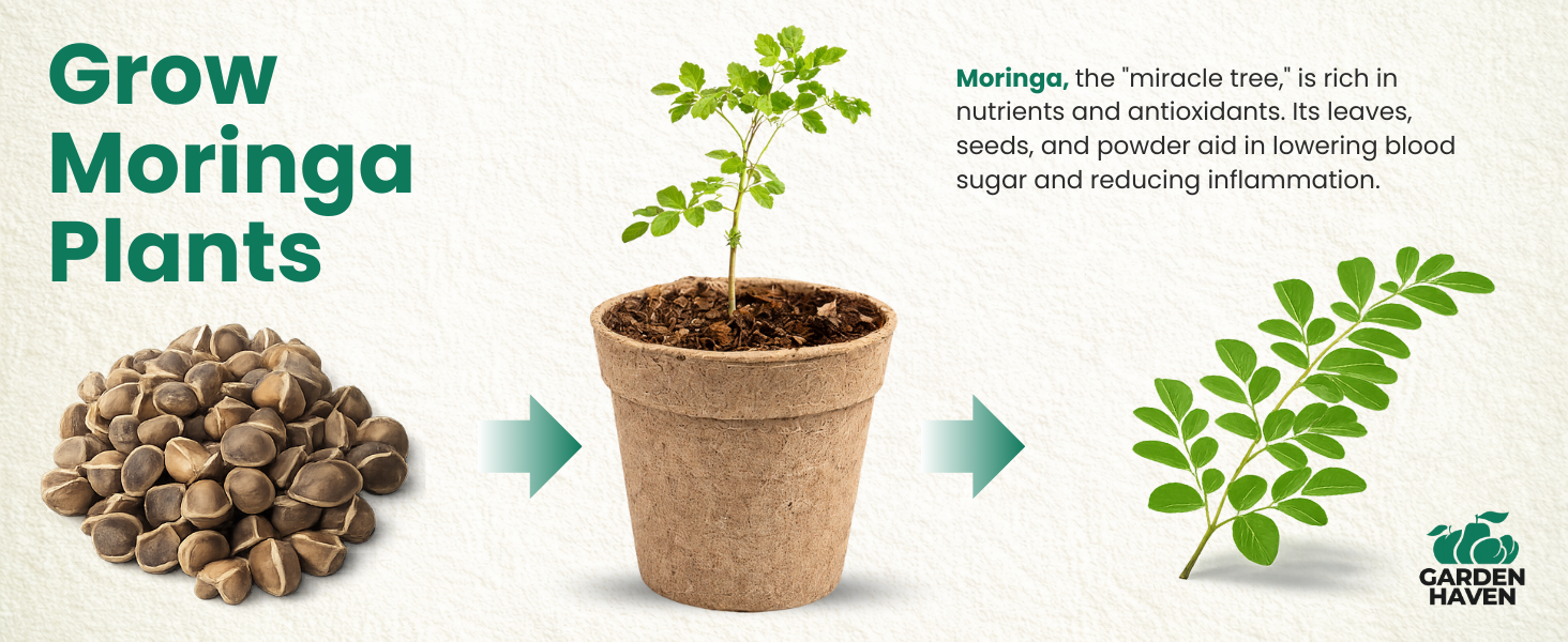 Moringa Oleifera Growing Kit, Moringa Seeds Complete Starter Set with 2 oz Seeds, 5 Peat Pots, Soil Discs, Plant Markers, Fast Growing Drought Resistant
