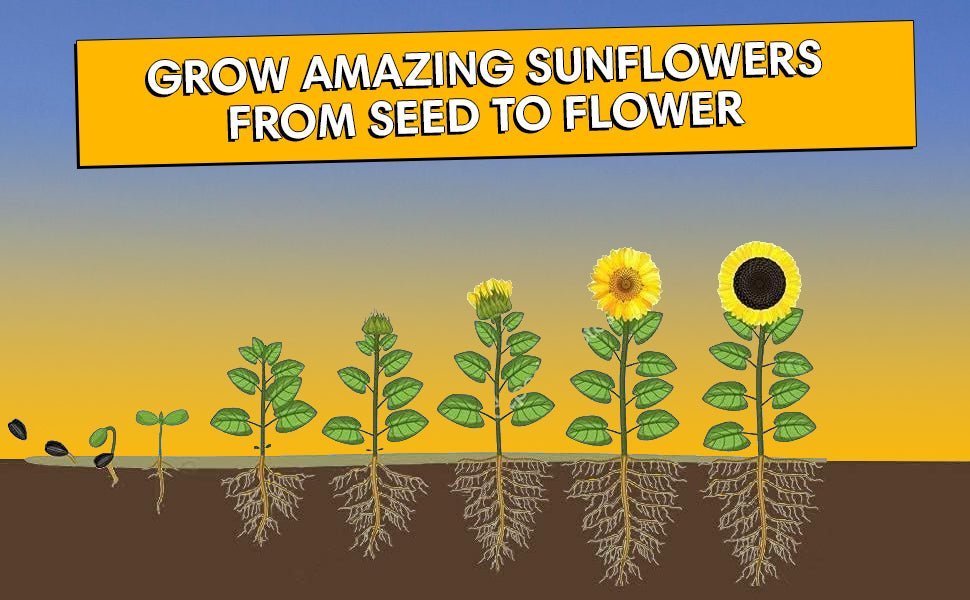 Sunflower Seed Growing Kit -All in One Sun Flower Garden Kit - A Complete Sunflower Gift - Beginner Starter Plants- Seed Variety Pack