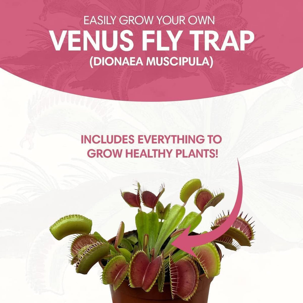 Venus Fly Trap Seeds Growing Starter Kit All in One Carnivorous Plant - Chamber Germination Dionaea Muscipula Perfect to Catch Flies Beginner (2 Pack) - Garden Haven