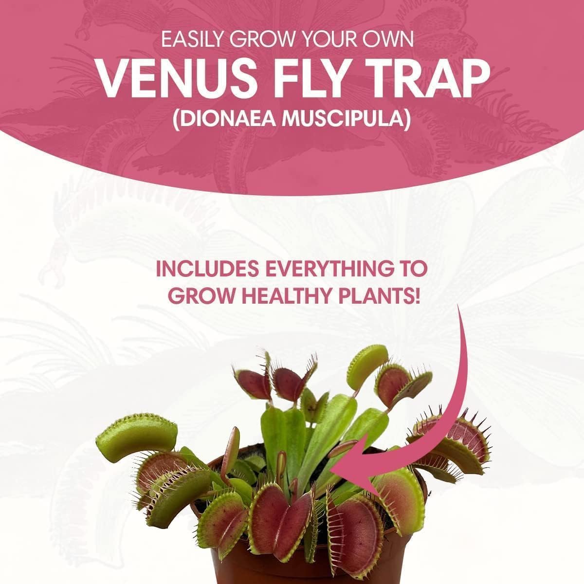 Venus Fly Trap Seeds Growing Starter Kit All in One Carnivorous Plant - Chamber Germination Dionaea Muscipula Perfect to Catch Flies Beginner (2 Pack) - Garden Haven