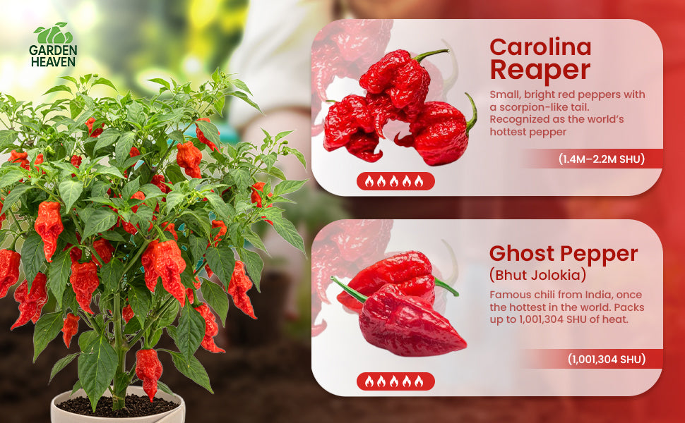 Carolina Reaper Ghost Pepper Grow Kit - All in One Starter Grow Kit - Bhut Jolokia Reaper Seeds, Grow The Hottest Peppers Garden Grow Kit Seeds Included