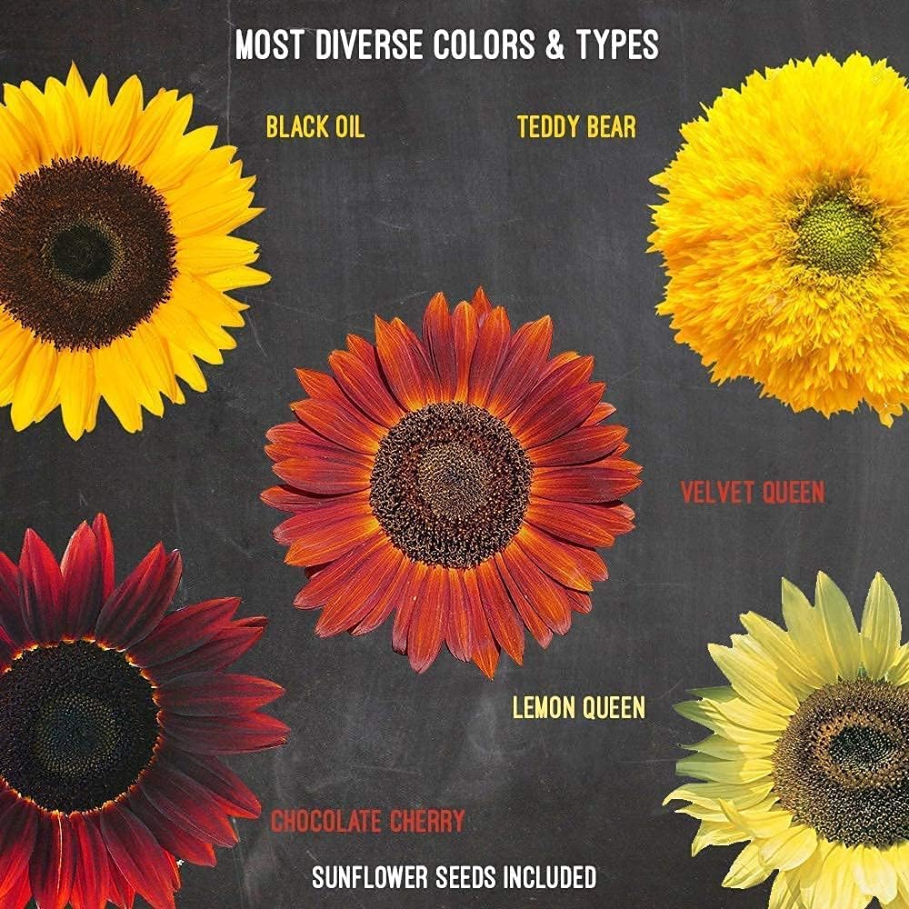 Sunflower Seed Growing Kit - All in One Sun Flower Garden Kit - A Complete Sunflower Gift - Beginner Starter Plants - Seed Variety Pack - Garden Haven