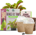 Venus Fly Trap Seeds Growing Starter Kit All in One Carnivorous Plant - Chamber Germination Dionaea Muscipula Perfect to Catch Flies Beginner (2 Pack) - Garden Haven