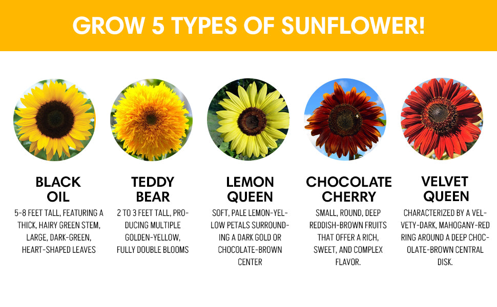 Sunflower Seed Growing Kit -All in One Sun Flower Garden Kit - A Complete Sunflower Gift - Beginner Starter Plants- Seed Variety Pack