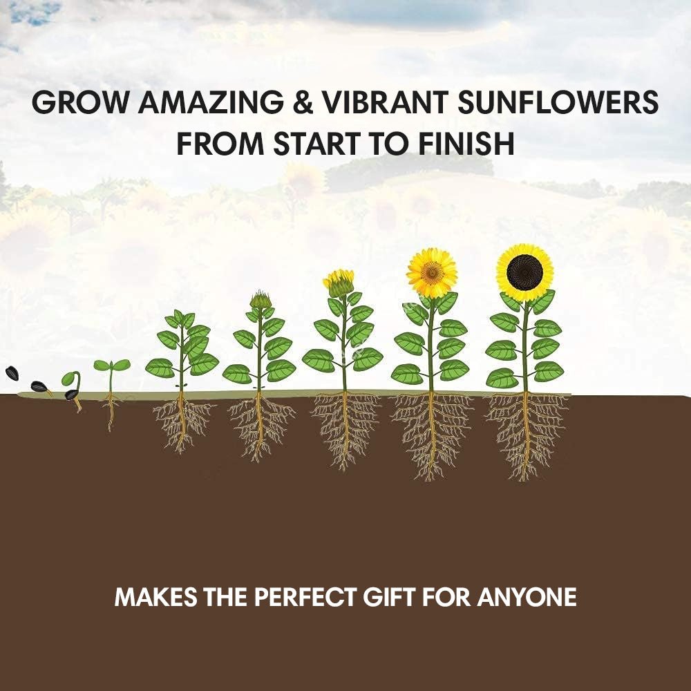 Sunflower Seed Growing Kit - All in One Sun Flower Garden Kit - A Complete Sunflower Gift - Beginner Starter Plants - Seed Variety Pack - Garden Haven