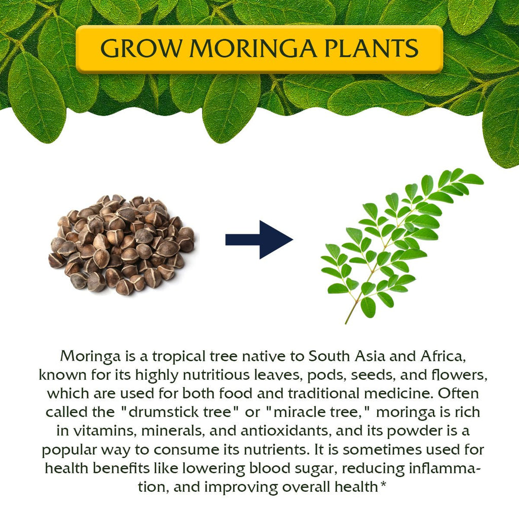 Moringa Oleifera Growing Kit, Moringa Seeds Complete Starter Set with 2 oz Seeds, 5 Peat Pots, Soil Discs, Plant Markers, Fast Growing Drought Resistant - Garden Haven
