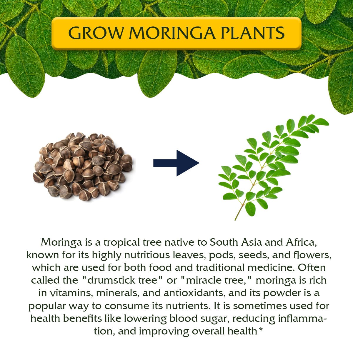 Moringa Oleifera Growing Kit, Moringa Seeds Complete Starter Set with 2 oz Seeds, 5 Peat Pots, Soil Discs, Plant Markers, Fast Growing Drought Resistant - Garden Haven