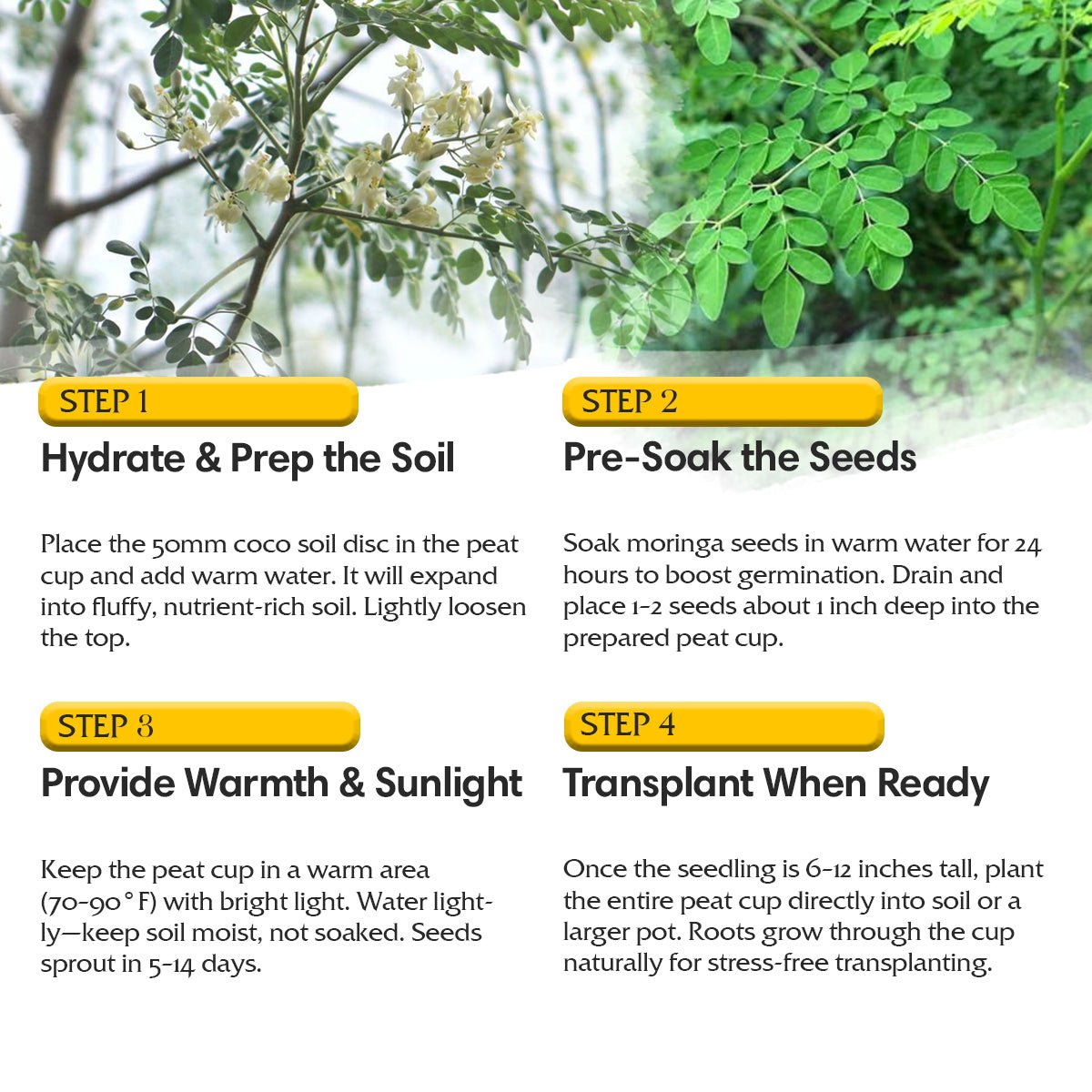 Moringa Oleifera Growing Kit, Moringa Seeds Complete Starter Set with 2 oz Seeds, 5 Peat Pots, Soil Discs, Plant Markers, Fast Growing Drought Resistant - Garden Haven
