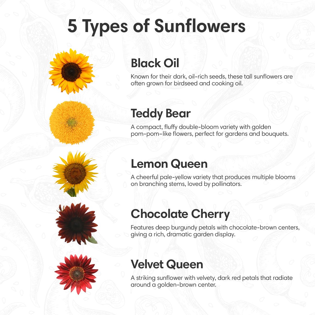 Sunflower Seed Growing Kit - All in One Sun Flower Garden Kit - A Complete Sunflower Gift - Beginner Starter Plants - Seed Variety Pack - Garden Haven
